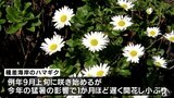 秋の花ハマギクが浜風に揺れる　猛暑の影響で開花遅れるも可憐な白い花が見ごろ　青森県八戸市|TBS NEWS DIG