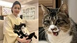 【 ねこ 】藤あや子さんの保護猫「じゃこ天」　「ごはん欲しい時だけキラッキラの目」フォロワー感心「素晴らしい進歩」|TBS NEWS DIG