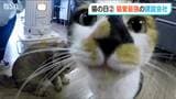 猫のいる建設会社を訪ねてみた『人と地域と“猫”の幸せを…』新潟市江南区 2月22日は「猫の日」 | 新潟のニュース・天気|BSN NEWS|BSN新潟放送