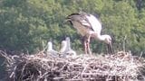 まんのう町で誕生したコウノトリの3羽のヒナ　親鳥からエサをもらう元気な姿【香川】|TBS NEWS DIG
