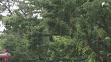 御殿場市の国道で倒木も…静岡県内、未明からの激しい雨で混乱 | 静岡のニュース | SBSNEWS | 静岡放送