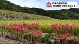 日本の棚田百選 日南市の坂元棚田で彼岸花が見ごろ|TBS NEWS DIG