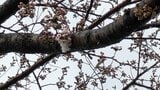 【速報】地方気象台が盛岡でサクラの開花を観測|TBS NEWS DIG