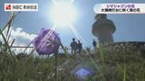 自生は世界で3か所のみ シマシャジンの花が見頃 | 長崎のニュース | 天気 | NBC長崎放送