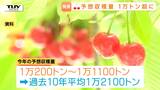 【さくらんぼ】不作だった去年・おととしを上回る収穫量1万トンを超える見込み 一方、去年の猛暑で規格外となる実も(山形) | 山形のニュース│TUYテレビユー山形