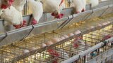 暑さに弱くニワトリが死ぬことも~エサ代高騰と猛暑で養鶏場が「Wパンチ」 | 福岡のニュース|RKB NEWS|RKB毎日放送