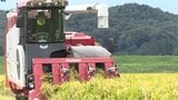 全国的にコメ不足の中、岩手県南で稲刈り始まる 平年に比べて岩手県内はで6日程度稲刈りの適期が早まる見込み |TBS NEWS DIG