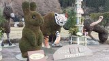 アフリカンサファリに来年の干支 ウサギのトピアリーお目見え 大分 | 大分のニュース|OBS NEWS|大分放送
