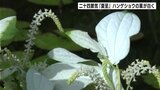 1年で最も昼が長い「夏至」 トンボ自然公園でハンゲショウの葉が白く | 高知のニュース・天気|KUTV NEWS | KUTVテレビ高知