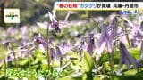 “春の妖精”カタクリの花が見頃を迎える 花びらを反らすように開く可憐な花 兵庫・丹波市|TBS NEWS DIG