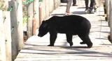 10月のクマ目撃156件で22年の3倍　秋になっても出没続く傾向顕著に　今年度の捕獲354頭のうち捕殺296頭、放獣は58頭|TBS NEWS DIG
