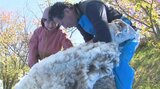 羊の衣替え 小学生が「毛刈り」に挑戦！ふわふわの体にバリカンをそ～っと…　熊本・小国町　|　熊本のニュース｜RKK NEWS｜RKK熊本放送