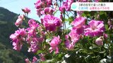 山里を彩るバラの花 近所同士3軒の住宅の敷地内で鮮やかに競演(高知・仁淀川町) | 高知のニュース・天気|KUTV NEWS | KUTVテレビ高知