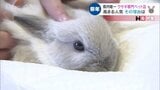 ピョンピョン飛躍の一年に…開運!富山のうさぎスポットめぐり | 富山のニュース|天気・防災|チューリップテレビ