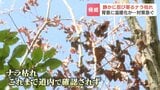 【ナラ枯れ】北海道で深刻化　初確認からわずか3年で被害急増…温暖化で北上する「カシナガ」とは　道産木材を守るための最前線の対策に密着　|　北海道のニュース｜HBC北海道放送