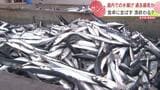 今年のサンマ漁は記録的不漁…先月までの水揚げが過去最低に 日ロ関係の悪化も影響 北海道 | 北海道のニュース|HBC北海道放送