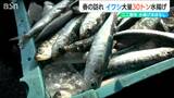 “春告げる魚”イワシが大漁「まだまだ寒いですけど、春が近づいてるな…」 新潟・佐渡市|TBS NEWS DIG