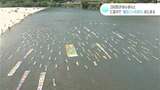 ぬれても大丈夫！カラフルな紙のこいのぼり大小280匹が仁淀川をゆらゆら泳ぐ【高知】|TBS NEWS DIG