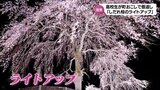 観光客を呼び込め!高校生がまちおこし 五ヶ瀬町のしだれ桜をライトアップ | MRTニュース | MRT宮崎放送
