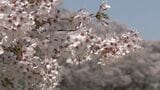 岐阜・飛騨地方でもサクラが満開に 高山市では最高気温が24.4℃を記録し5月下旬並みの陽気に | 名古屋・愛知・岐阜・三重のニュース【CBC news】 | CBC web
