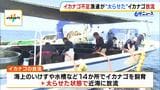 イカナゴ不漁を救え!兵庫漁連が“太らせた”イカナゴ約13万匹放流 漁獲量は年々減少…ことしの漁はわずか2日で終了 「くぎ煮文化を忘れることなく継承していただきたい」|TBS NEWS DIG