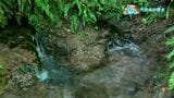 「大出水の湧水」霧島市横川町【亀ちゃんのかごしま撮った！】|TBS NEWS DIG