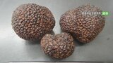 世界三大珍味の一つ「トリュフ」を人工発生 苦節6年、国内2例目 山梨県森林総合研究所|TBS NEWS DIG