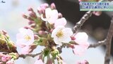 大船渡市がサクラ開花宣言 過去2番目に早く|TBS NEWS DIG