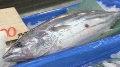 カツオの資源量が漁業影響がないと仮定した場合の40％を下回った際には漁獲量削減へ…太平洋島しょ国など26の国や地域が参加する国際会議で採択| TBS CROSS DIG with Bloomberg