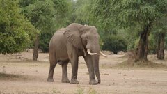 ジンバブエ　ゾウ200頭を殺処分し食肉に　飢饉深刻化で| TBS CROSS DIG with Bloomberg