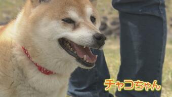 頑張るワン！“捜査の相棒” 嘱託犬審査会　マイペースで再チャレンジも　富山　|　富山県のニュース｜チューリップテレビ