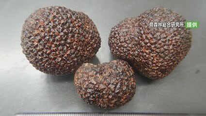 国産　山梨県産　天然黒トリュフ　中 約78g 世界三大珍味の一つ「トリュフ」を人工発生 苦節6年、国内2例目 山梨