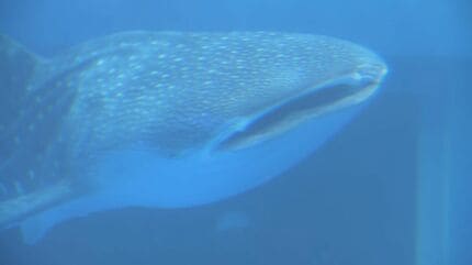人気の“ジンベエザメ”が再び! 地震から9ヵ月ぶり のとじま水族館で展示
