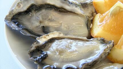 ゆっくり凍らせうまみを増やす」北木島の「冷凍殻付きカキ」が世界有数