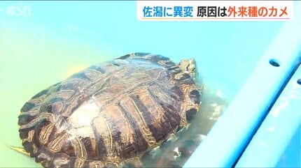 命を無駄にしたくない」ハスを食い荒らすミドリガメを堆肥に