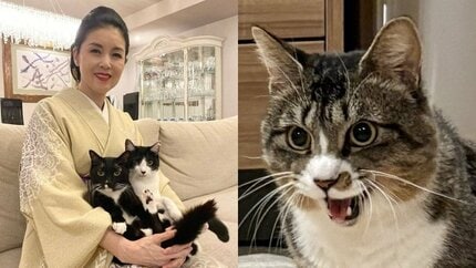 ねこ 】藤あや子さんの保護猫「じゃこ天」 「ごはん欲しい時だけ