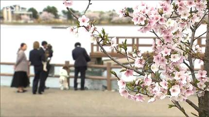 日によって白から濃いピンク色に変わる『結桜(ゆいざくら)』人と人とを