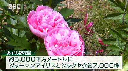 すごく豪華で、来てよかった」7000株のジャーマンアイリスとシャクヤク