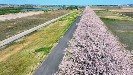 4km続く桜並木×「特急いなほ」 “今だけの桜吹雪” 穴場スポット『荒川