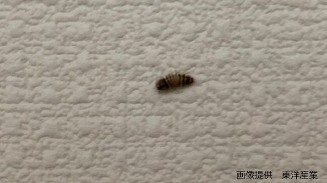 じゅうたんから虫がわく!?「カーペットビートル」と呼ばれるカツオブシムシの生態や予防法を専門家が解説|TBS NEWS DIG
