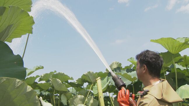 厳しい暑さも大きな葉で…「加賀れんこん」収穫始まる 加賀野菜の新物はきんぴらで|TBS NEWS DIG