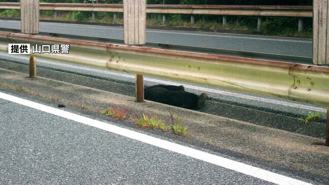 「熊とぶつかった」高速道で乗用車がクマと衝突、安全のためひと晩高速道が通行止めに…翌朝クマが死んでいるのを確認 山口・中国道|TBS NEWS DIG