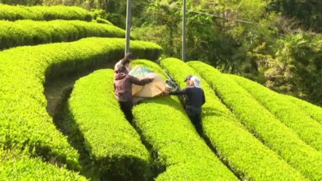 「おいしいお茶が出来た」新宮町で質が高い新茶の摘み取り始まる 愛媛県・四国中央市|TBS NEWS DIG