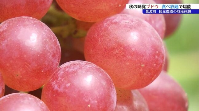 ブドウ狩りさかん 園内で人気の品種を紹介 2026年は色づき、糖度ともに良好 岩手・紫波町 |TBS NEWS DIG