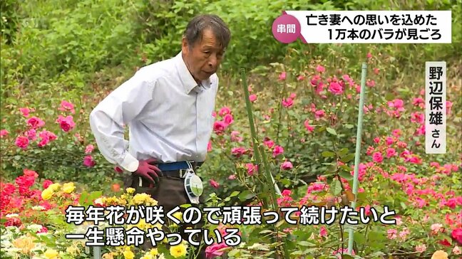 亡き妻をしのぶバラ 約1万本が見ごろに　串間市の73歳男性が育てる|TBS NEWS DIG