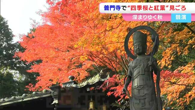 秋にも花を咲かせる「四季桜」と「紅葉」の競演を楽しんで　真庭市の花の山寺 “普門寺”にぎわう【岡山】|TBS NEWS DIG