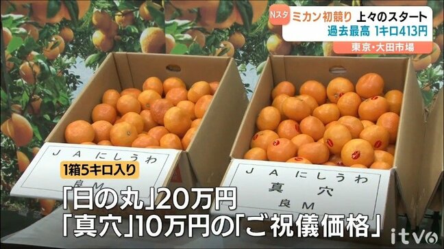JAにしうわの早生温州ミカン東京大田市場初競りで平均価格1キロ413円を記録し過去最高を更新 愛媛|TBS NEWS DIG