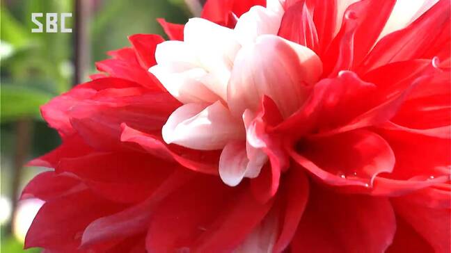 「ダリアと風景を楽しんで」標高約820メートルのダリア園…400種の花が見頃 連日150人ほどが訪れる|TBS NEWS DIG