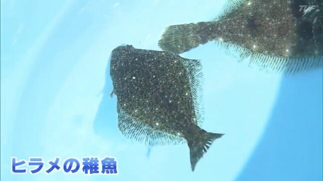 常磐ものの代表格「ヒラメ」の稚魚放流　浜通り各地で計100万匹　福島|TBS NEWS DIG