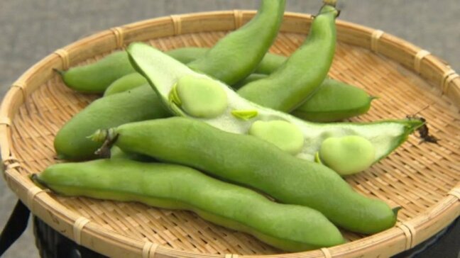 愛媛ブランド「一寸そらまめ」が収穫時期 寒さの影響あるも出来栄え上々で味濃く香り豊かな仕上りに|TBS NEWS DIG